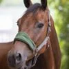 LeMieux Vogue Fleece Headcollar & Leadrope – Hunter Green