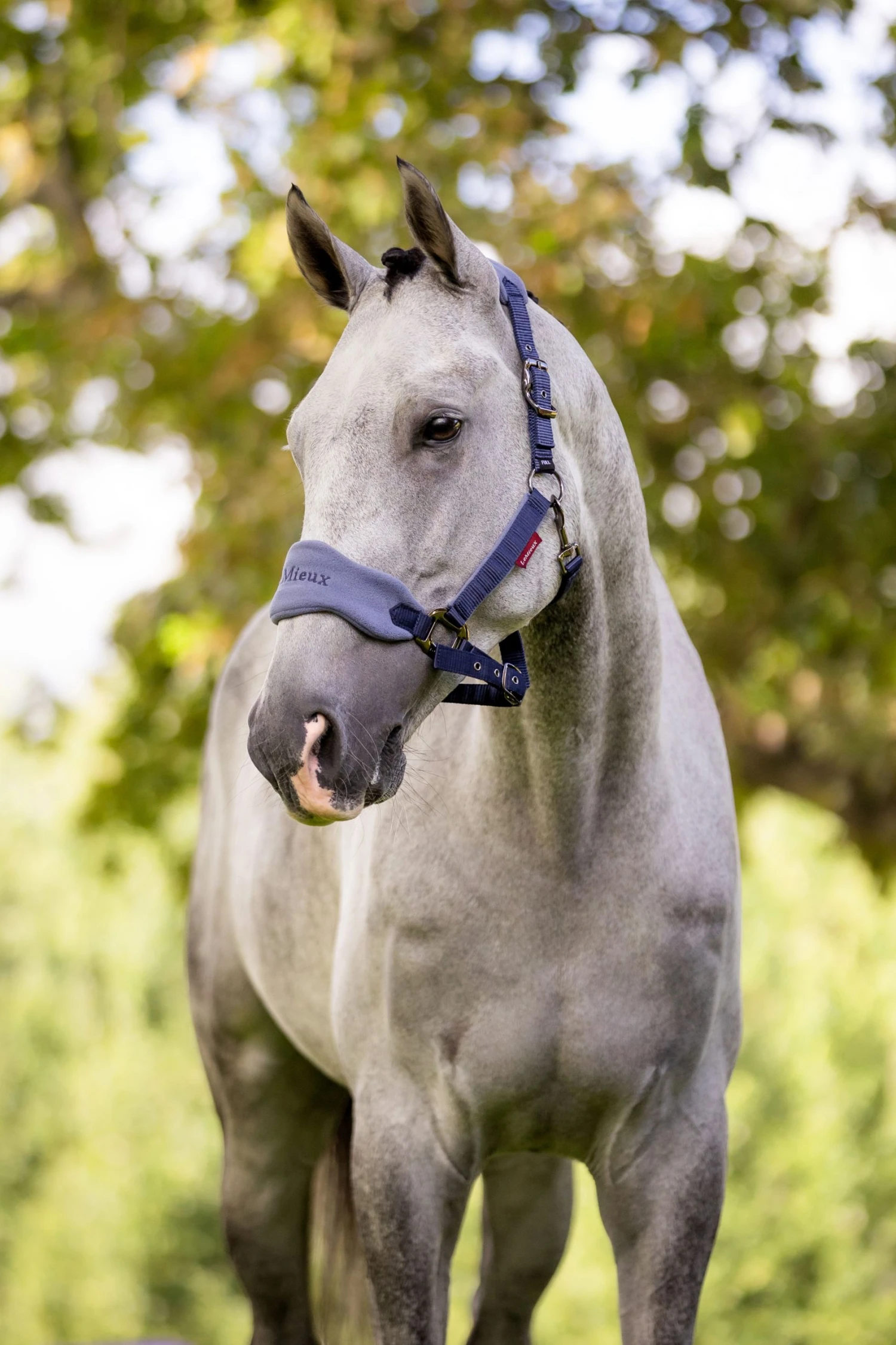 LeMieux Vogue Fleece Headcollar & Leadrope – Indigo 2 LeMieux Vogue Fleece Headcollar & Leadrope – Indigo - Image 2