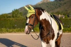 Le Mieux Rider Finds -Le Mieux Rider Finds fhkiwi1 scaled 1