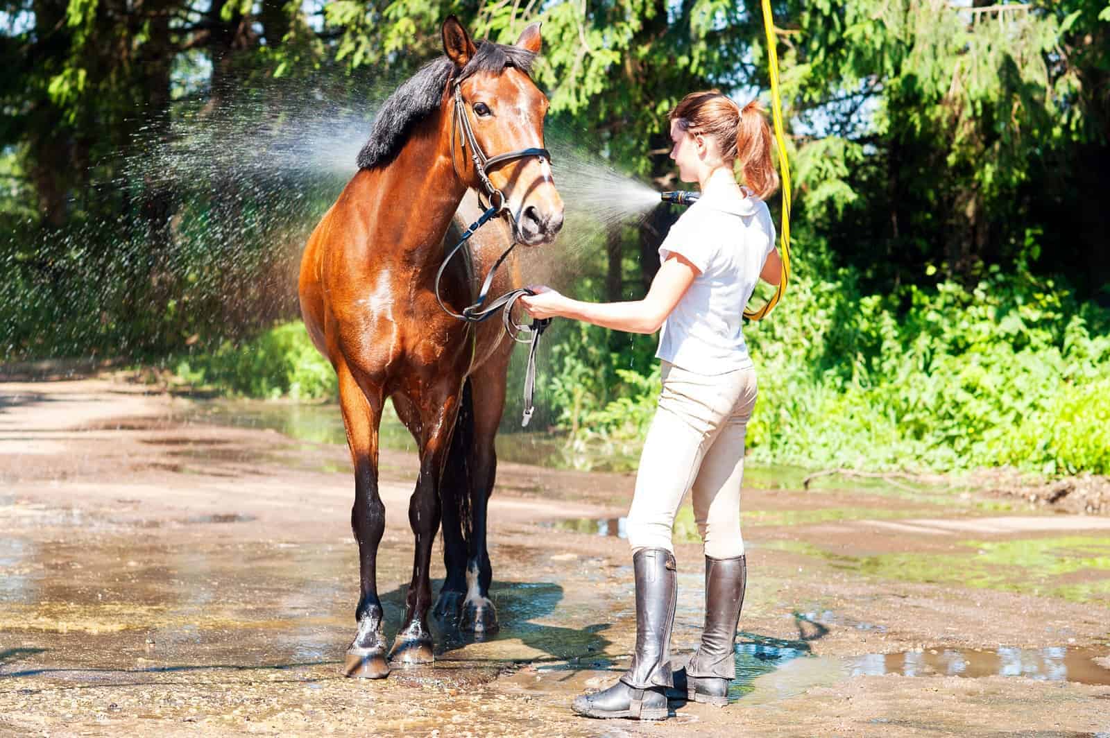 Le Mieux Rider Finds -Le Mieux Rider Finds girl bathing horse in bridle